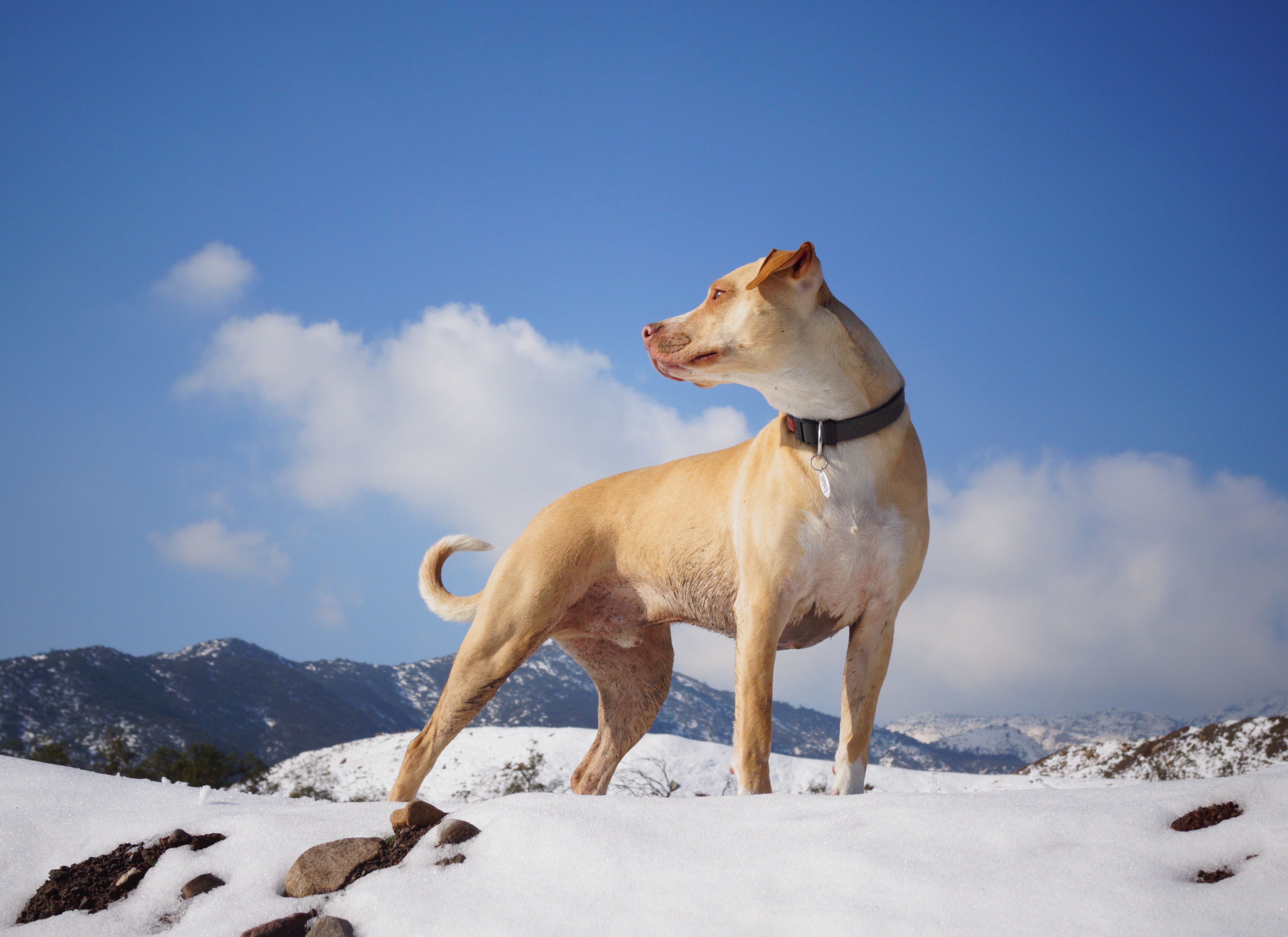 dog standing on mountain