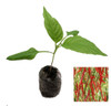 Cayenne Long Slim Chilli Seedling Plant Image by CHILLIESontheWEB