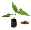 Birdseye Chilli Plant Image by CHILLIESontheWEB