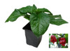7 Pot Jonah 9cm Chilli Seedling Plant Image by CHILLIESontheWEB