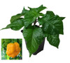 Moruga Scorpion Yellow 9cm Chilli Plant Image by CHILLIESontheWEB