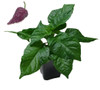 Naga Purple Chilli Plant Image by CHILLIESontheWEB