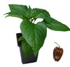 Habanero Chocolate Chilli Plant Image by CHILLIESontheWEB