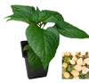 7 Pot White Chilli Plant Image by CHILLIESontheWEB