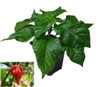 Trinidad Scorpion Chilli Plant Image by CHILLIESontheWEB