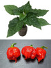 Dragons Breath Chilli Plant Image by CHILLIESontheWEB