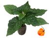 Scotch Bonnet Orange Chilli Seedling Plant Image by CHILLIESontheWEB