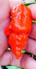 Apocalypse Naga Bhut Chilli Image by CHILLIESontheWEB