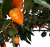 Devils Tongue x Orange Scorpion Chilli Seeds