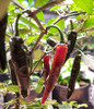 Thai TQ Black Chilli Seeds Image by CHILLIESontheWEB