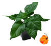 Scotch Bonnet Orange Chilli Plant Image by CHILLIESontheWEB