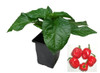 Habanero Tobago Chilli Plant Image by CHILIESontheWEB