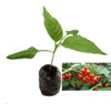 Biquinho Red Chilli Plant Image by CHILLILESontheWEB