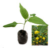 Biquinho Yellow Chilli Plant Image by CHILLILESontheWEB