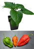 Habolokia Chilli Plant Image by CHILLIESontheWEB