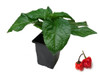 Scotch Bonnet Red Chilli Plant Image by CHILLIESontheWEB