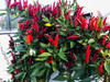 Birdseye Italico Chilli Seeds Image by Chillies on the Web