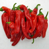 Friariello de Napoli Chilli Seeds Image by CHILLIESontheWEB