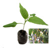 Aji Lemon Chilli Seedling Plant Image by CHILLIESontheWEB