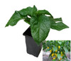 Habanero Limon 9cm Chilli Plant Image by CHILLIESontheWEB