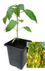 Aji Pineapple 9cm Chilli Plant Image by CHILLIESontheWEB