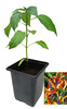 Eureka 9cm Chilli Plant Image by CHILLIESontheWEB