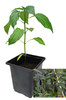 Zimbabwe Black 9cm Chilli Plant Image by CHILLIESontheWEB