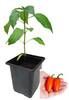 Jalapeno Orange Spice 9cm Chilli Plant Image by CHILLIESontheWEB