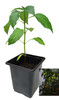 Aji Crystal Chilli Plant 9cm Image by CHILLIESontheWEB