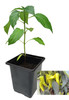 Banana Pepper 9cm Chilli Plant Image by CHILLIESontheWEB