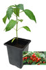 Biquinho Red 9cm Chilli Plant Image by CHILLIESontheWEB