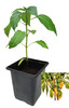 Jalapeno Pumpkin Spice 9cm Chilli Plant Image by CHILLIESontheWEB