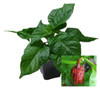 7 Pot Bubblegum Chocolate 9cm Chilli Plant Image by CHILLIESontheWEB