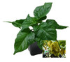 Big Mustard Mama 9cm Chilli Plant Image by CHILLIESontheWEB