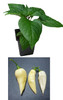 Naga Cream 9cm Chilli Plant Image by CHILLIESontheWEB