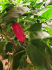 Jalapeno Zapotec Chilli Plant Image by CHILLIESontheWEB