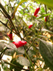 CAP 872 Chilli Plant Image by CHILLIESontheWEB