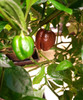 Chocolate Drop Chilli Plant Image by CHILLIESontheWEB