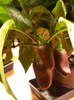 Jalapeno Brown Chilli Plant Image by CHILLIESontheWEB