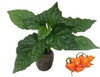 Habanero Yucatan Chilli Seedling Plant Image by CHILLIESontheWEB