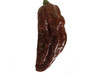 Habolokia Chocolate Chilli Seedling Plant x  1