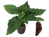 Habolokia Chocolate Seedling Plant Image by CHILLIESontheWEB