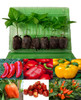6 Pack of Mixed Chilli Seedling Plants Image by CHILLIESontheWEB