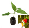 Jalapeno White Chilli Seedling Plant Image by CHILLIESontheWEB
