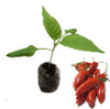 Aji Norteno Chilli Seedling Plant Image by CHILLIESontheWEB