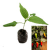 Aji Valle de Canca Chilli Seedling Plant Image by CHILLIESontheWEB