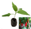 Aji Verde Chilli Plant Image by CHILLIESontheWEB