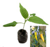 Aji Guyana Chilli Plant Image by CHILLIESontheWEB