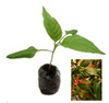 Turkish Cayenne Pepper Chilli Plant image by CHILLIESontheWEB