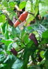 Mojo Fruit Gum Chilli Plant Image by CHILLIESontheWEB